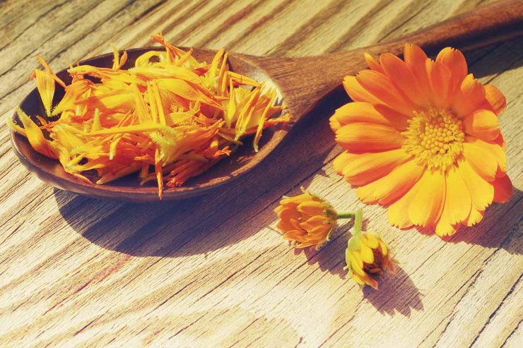 edible marigold