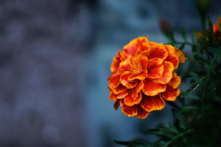 marigold Marigold Uses and Benefits