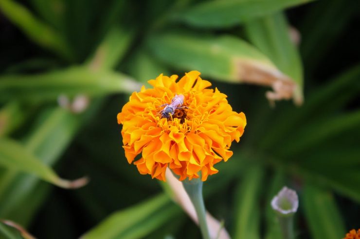 marigold and bee