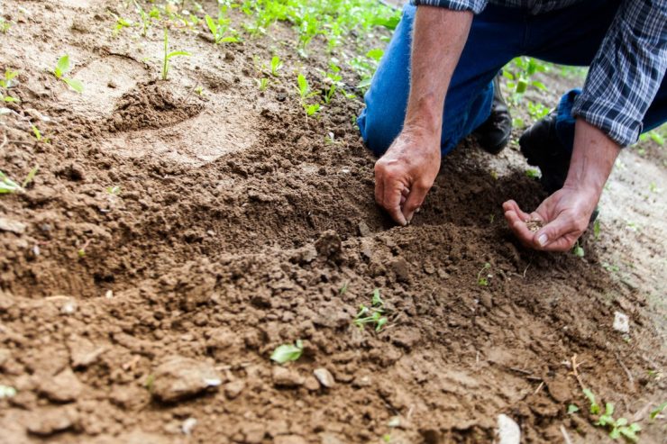 planting Marigold Uses and Benefits