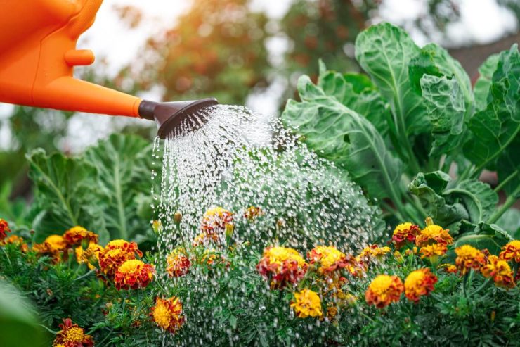 watering Marigold Uses and Benefits
