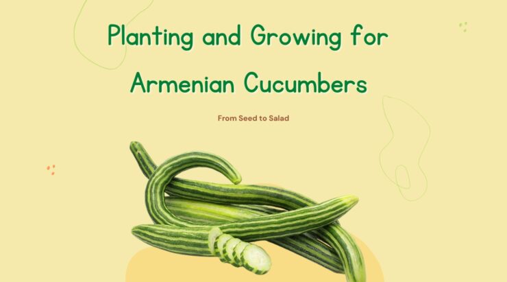 Armenian cucumbers