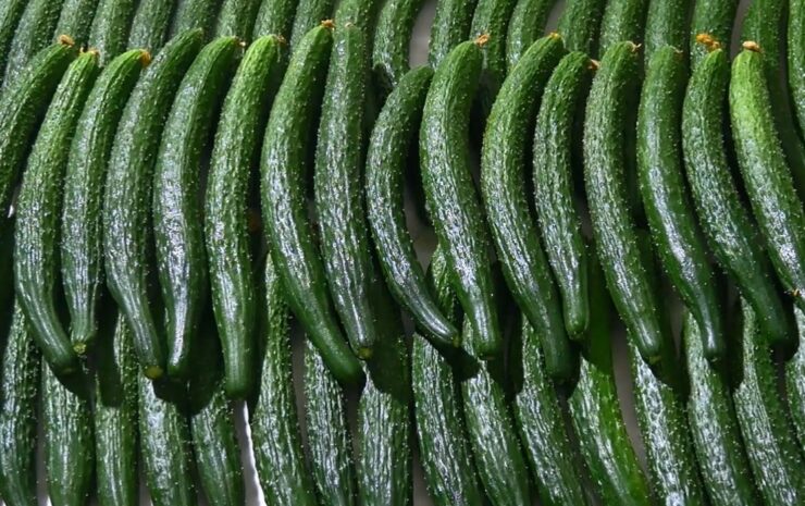 Armenian Cucumbers