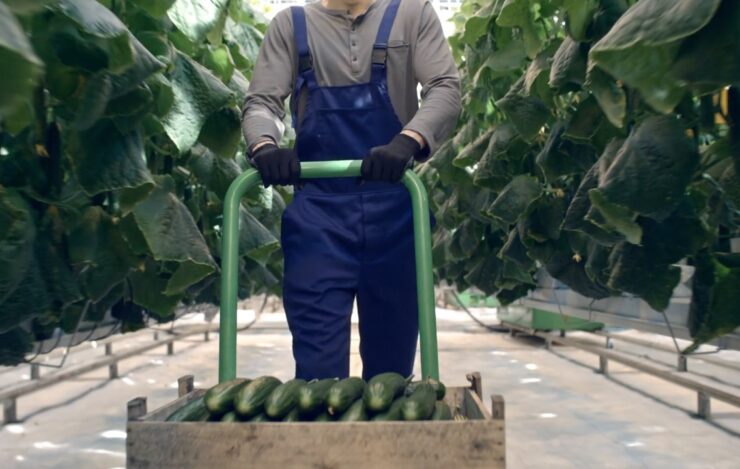 Armenian Cucumbers Harvesting 