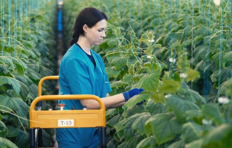 Armenian Cucumbers Care