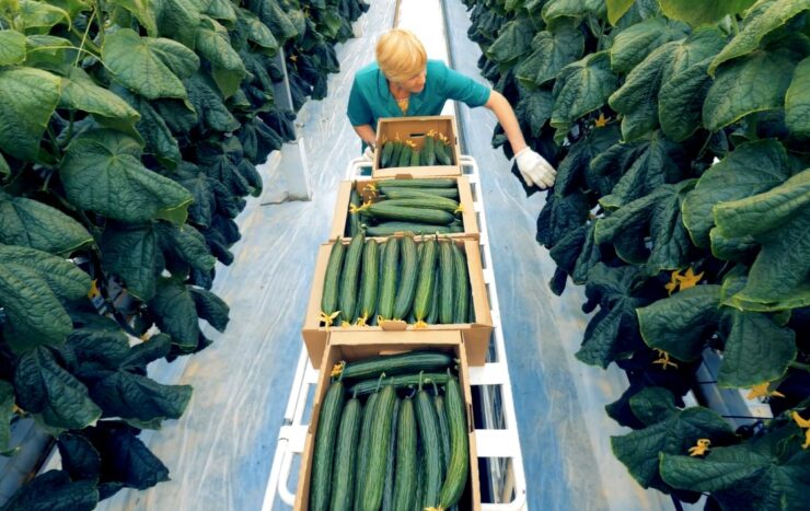 Armenian Cucumbers Harvesting