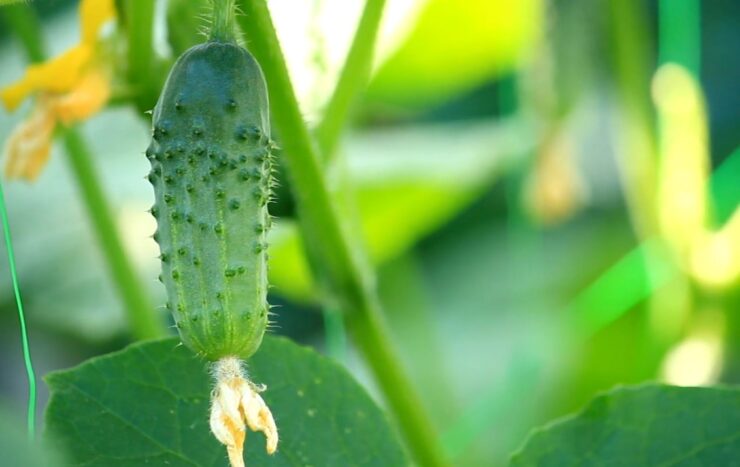 Armenian Cucumbers Identify common problems