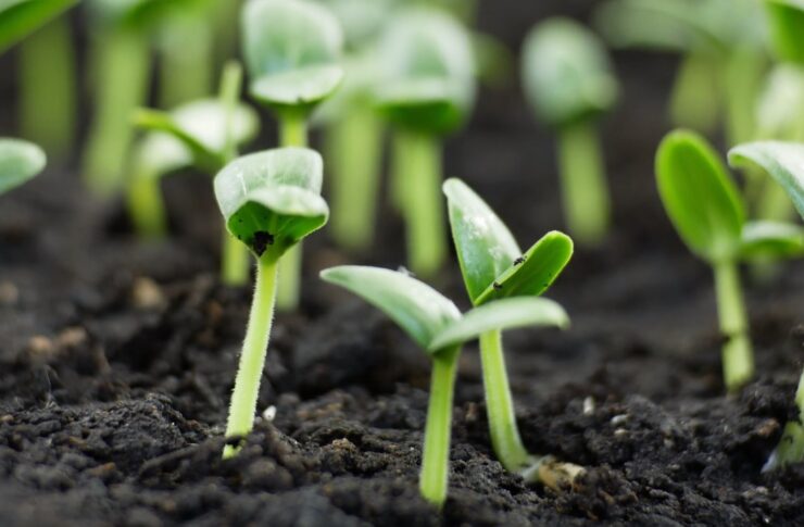 Armenian Cucumbers Plant the seeds