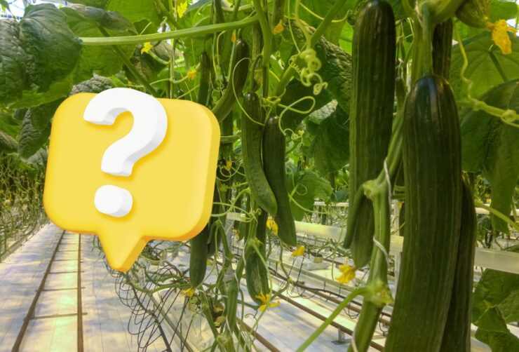 Armenian Cucumbers faq