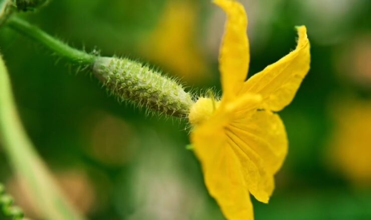 Growing for Armenian Cucumbers