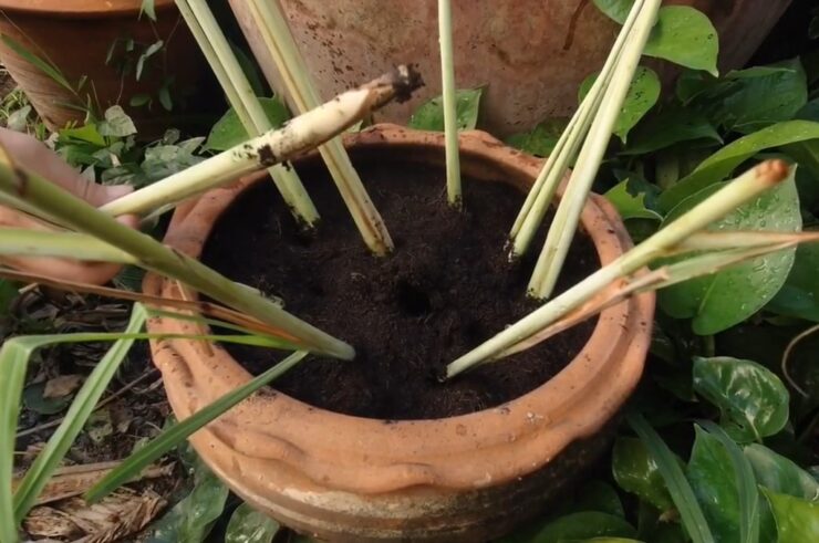 growing lemon grass