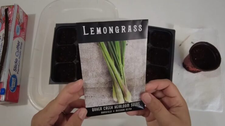 lemongrass seed
