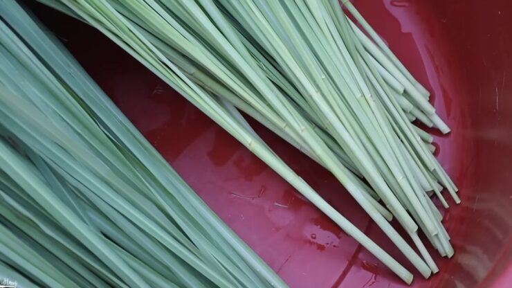 lemongrass storing