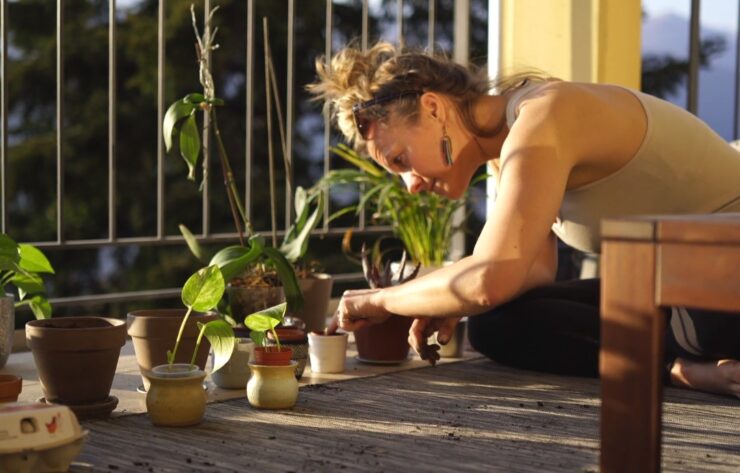 planting lemon grass