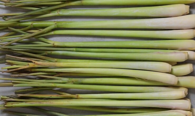 storing fresh lemongrass