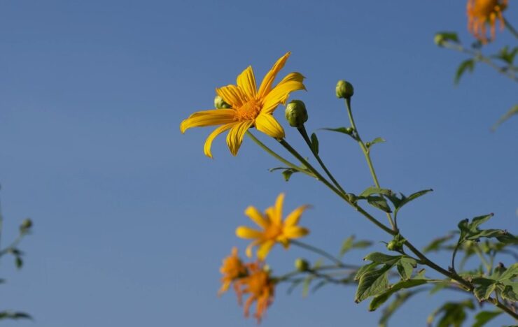 Benefits of Growing Mexican Sunflowers