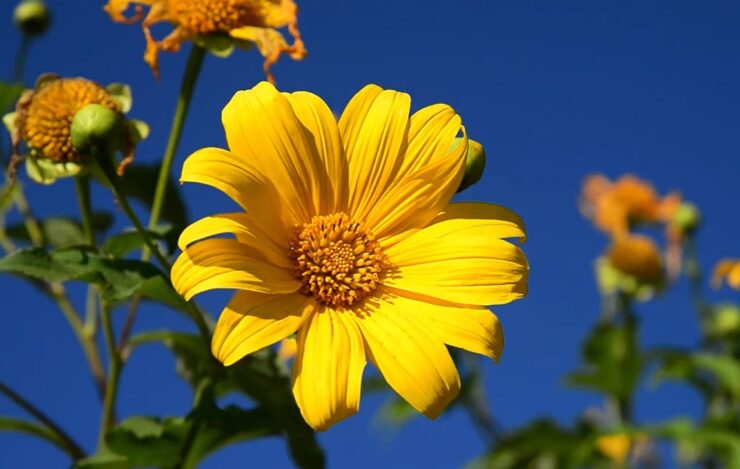 How to Care for Mexican Sunflowers