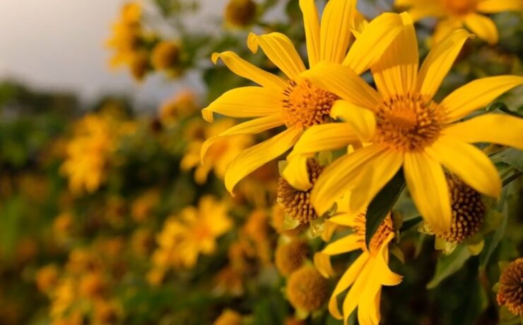 Mexican Sunflowers