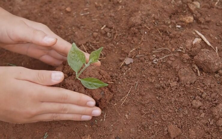 Mexican Sunflowers planting