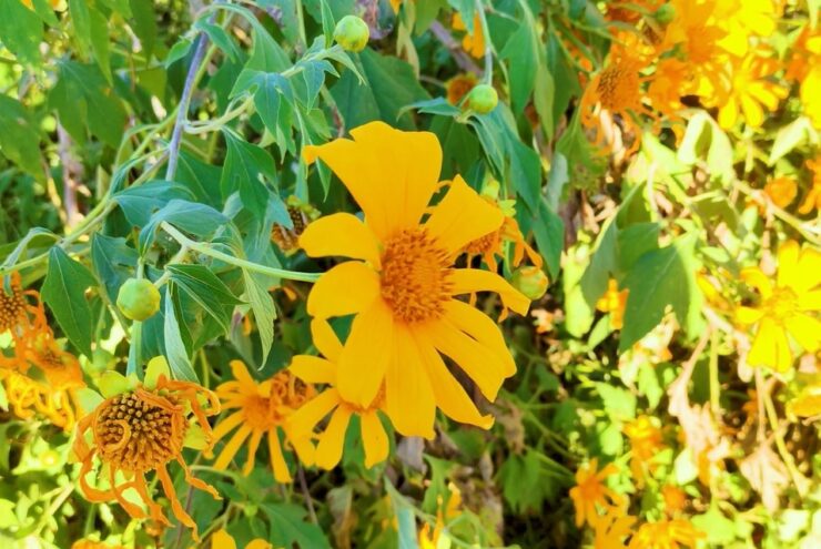 Mexican Sunflowers