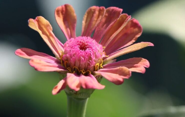 Treating Common Mexican Sunflower Issues